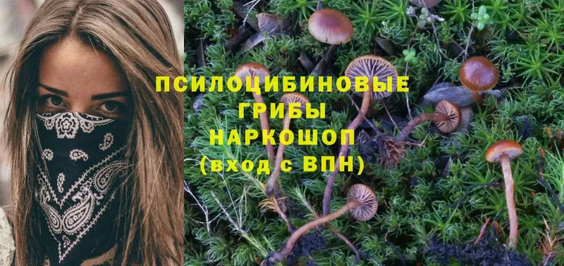 Галлюциногенные грибы Psilocybe  Льгов 